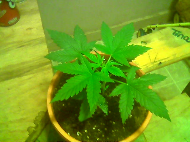 my biggest plant and doing ok dont know what sex yet planning on cloning if female!