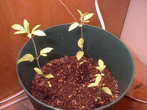 This is exactly 2 weeks in and im impressed. little one is catchin up