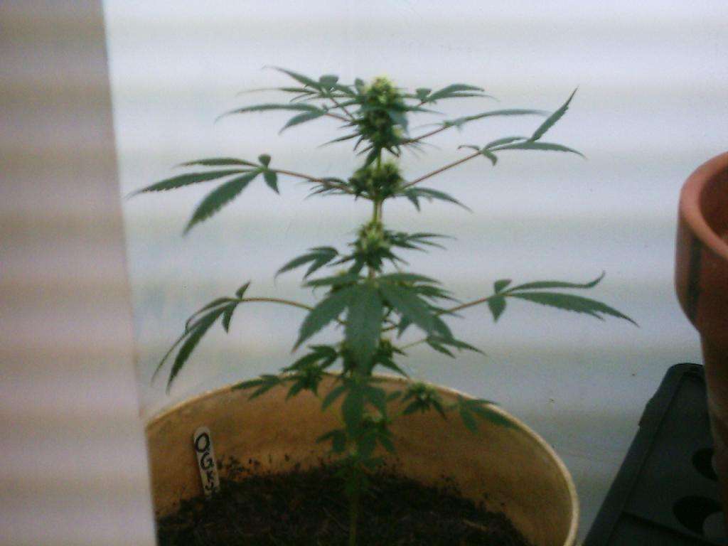 Starting its second week of flowering