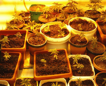 These are my clones during week 1.