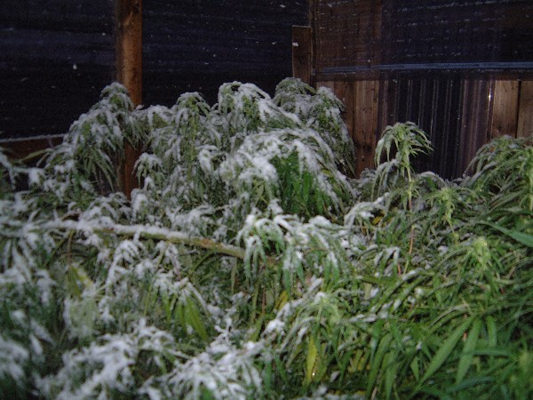 snowing