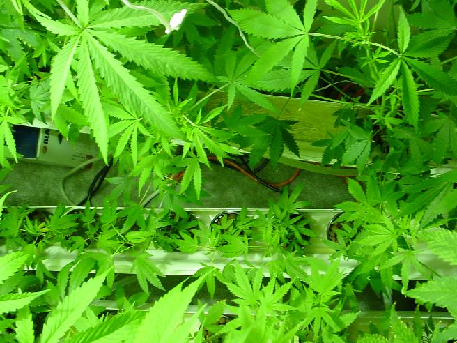 Here's a top-down view.  Clones were in top tray and middle tray.  Seedlings were in the bottom tray.  The large fan leaves were being trimmed back when they overshadowed other areas.