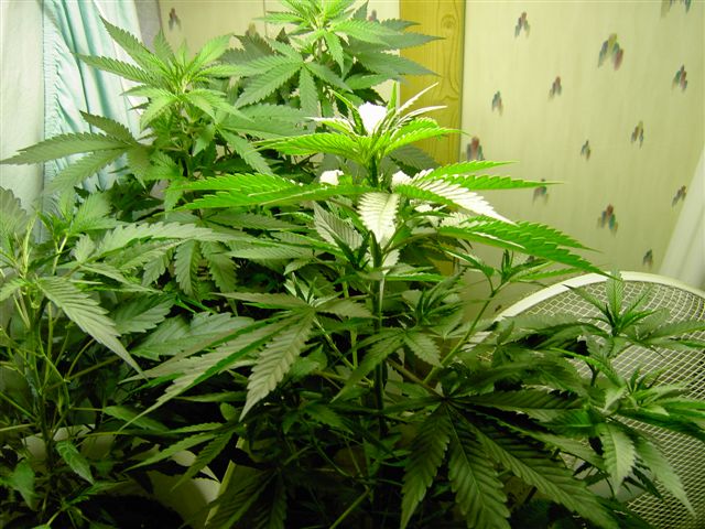 
these clones are about 5 weeks into veg.