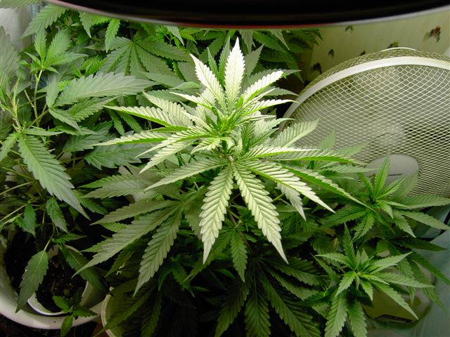 

a top view of one of my girls