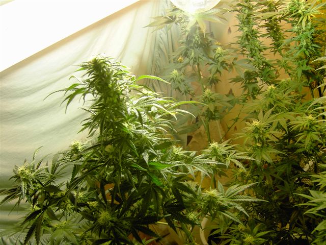 More lemony nugs ripening!