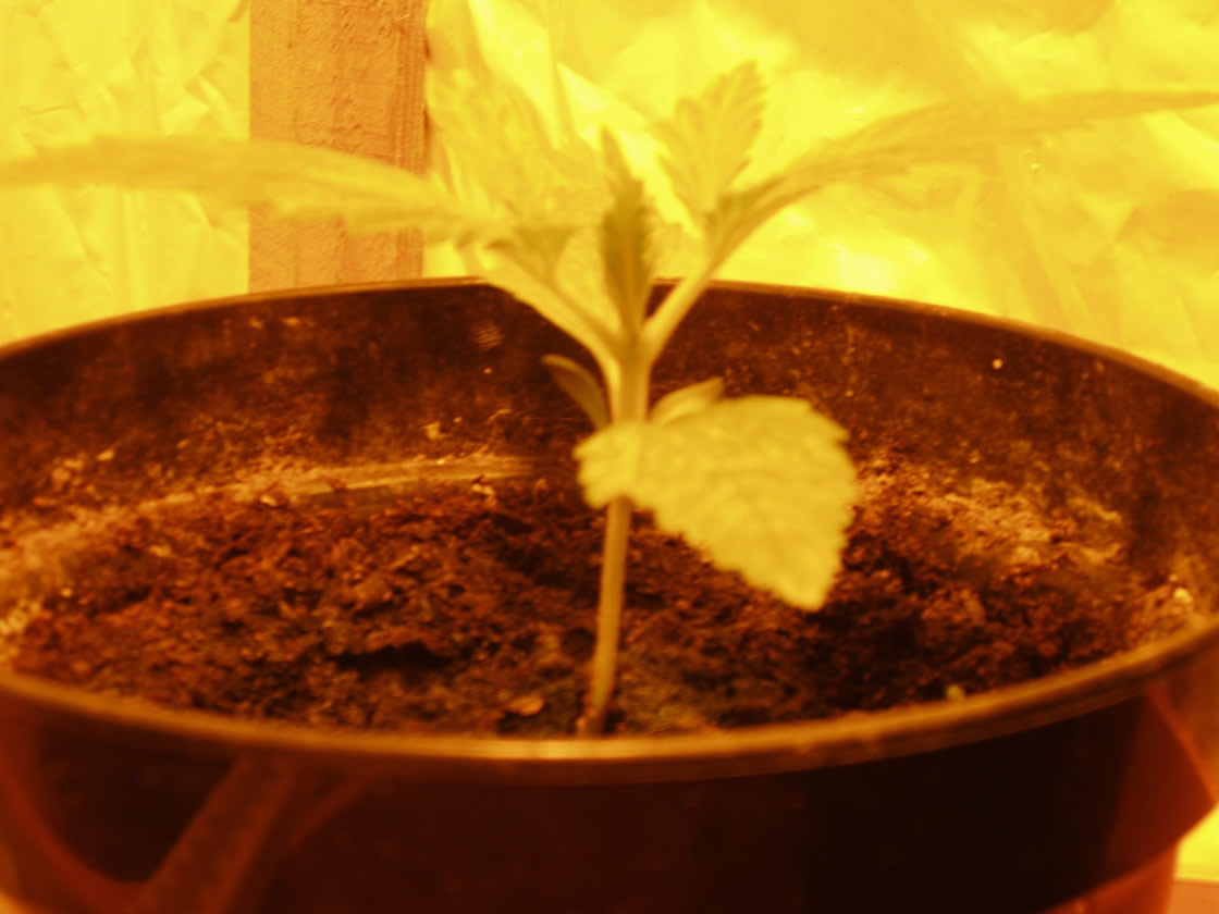 3 of the 4 pictures of my little plants