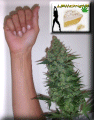 Lemon's AK47 Arm Cola