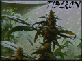 magic dust weed