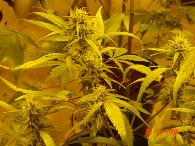 Heres a couple more colas from the previous girl