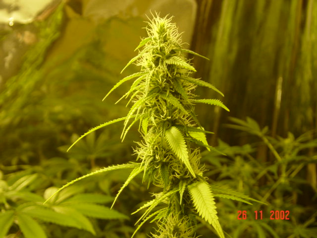 heres the other main cola  