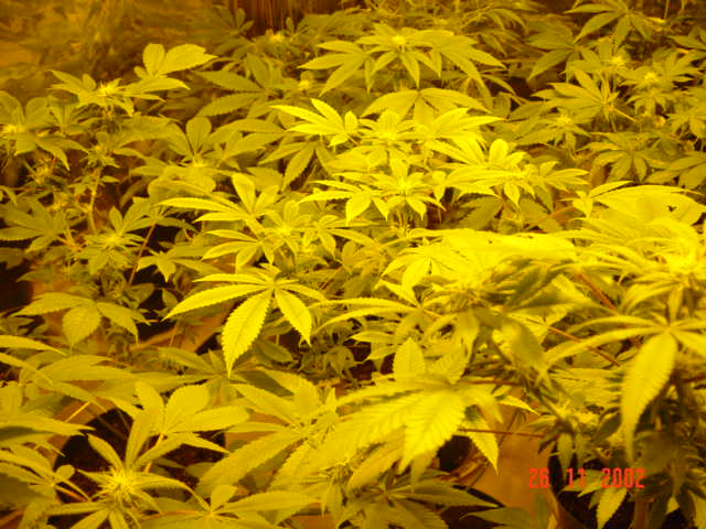 here a shot showing some of my other ten that are flowering, they range in size from about 12' - 27'. that proved to be one of the most difficult parts of this grow because they are all different strains they are all different hieghts