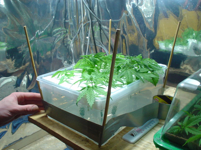 i've put a top for the clones to keep the max of moisture