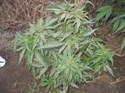  CHRONIC