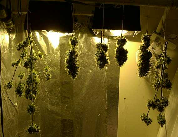 Harvest day at 8:00p.m.