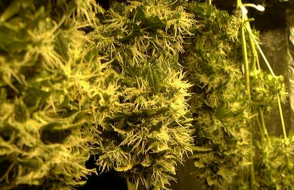Here is another picture of the drying budz upclose and personal. 