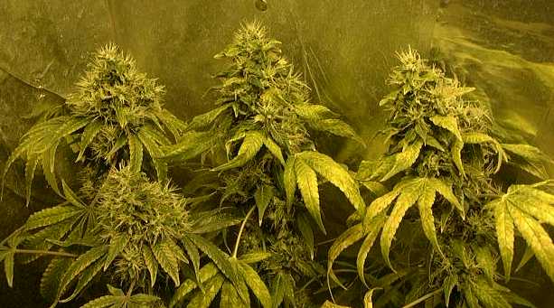 View of all colas in the TWINS right before choping them down.