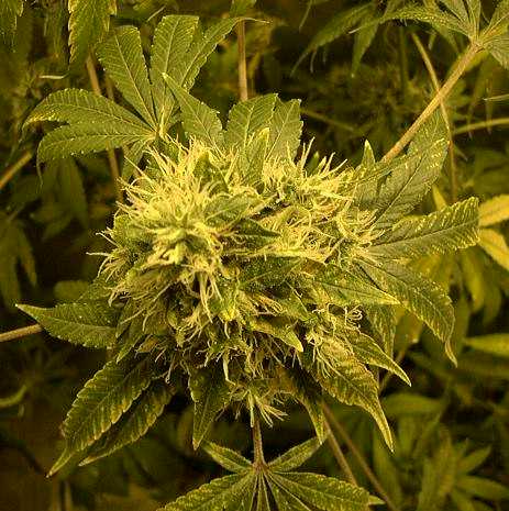 Top view of one of the colas. LOOKING GOOD!