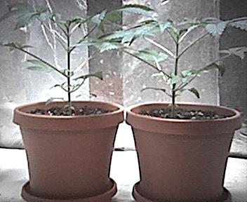 This are my two females. I call them 