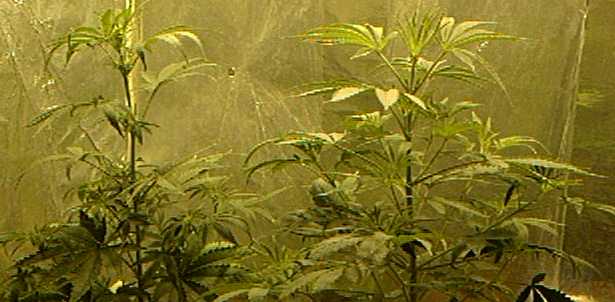Females @ day 50 of veg.