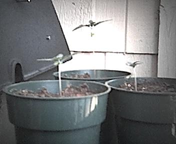 Here is the NL 5 to 7 days old