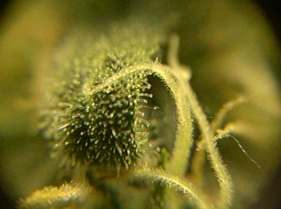 Man look at those trichomes.