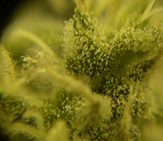 Check out those cristals at day 51 of flowering.HHHMMMM. For this pictures I use my 30x Eye loupe right in front of the digital camara. I think is sweet.