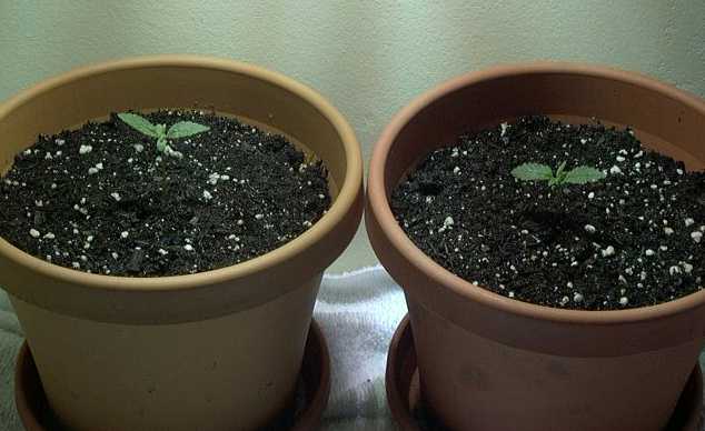 In this picture the plants are 6 days old. The one on the left is a Glass Slipper and in the right the White Widow.