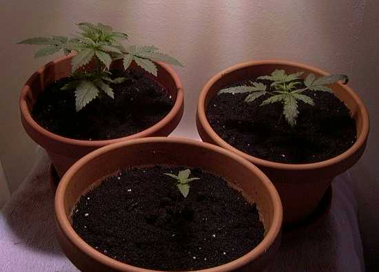 The big plant is the WW at 15 days old, the midium is the GS at 15 days and the little one is GS at 7 days.