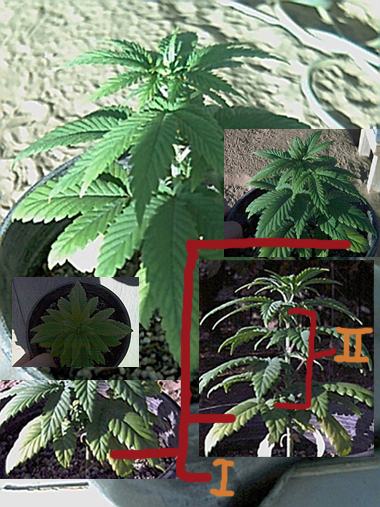 I finding this problem now in both plants....so I know I'm duing something wrong.....
