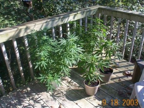 My first post was about MAJOR Problems (burning) Look How They Have Come Back!!