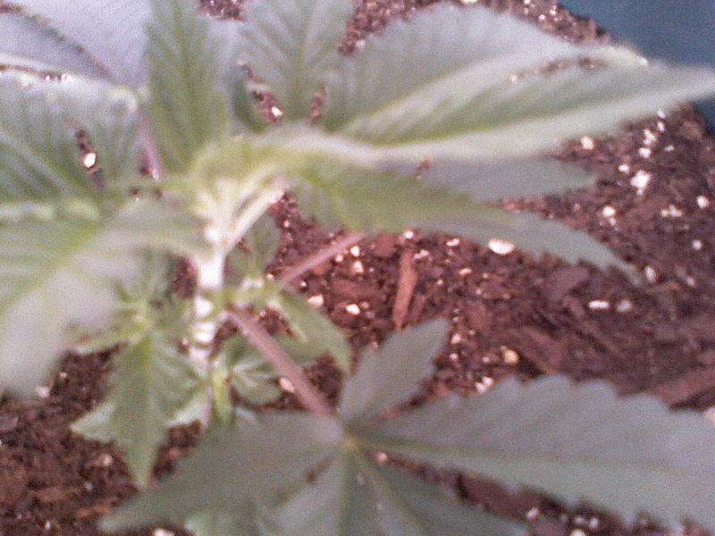 Day 17 - Sorry its blurry, I have only been using the camera on my verizon phone for all of my pictures.  Some good secondary growth coming in though!  I hope im on track!  Believe it or not I am still wondering if I need more light...  But they are growing real good!  I just want the Best!