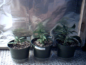 Indica Plants in their second week of vegging.