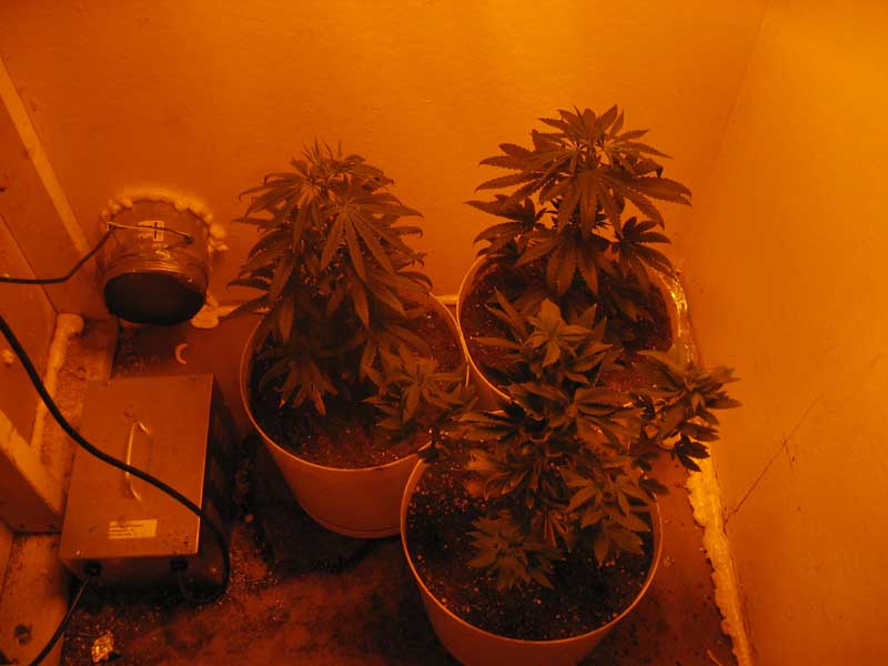 My 3 babies just starting 12/12... I hope they are girls!