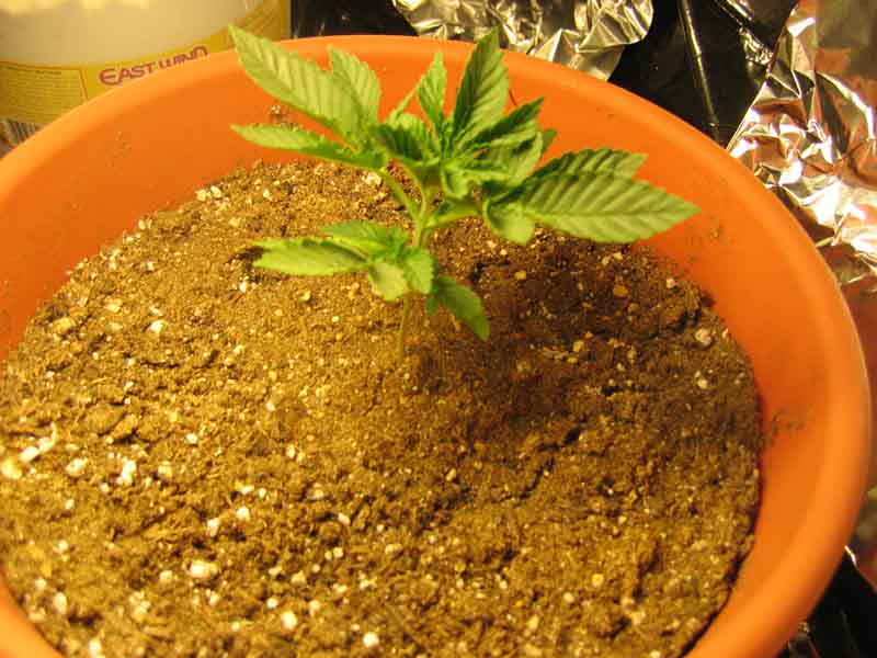 Growing like... well like a weed!  And already getting stinky!