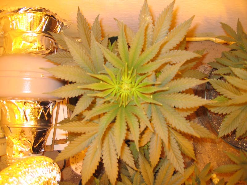 After 5 days 12/12