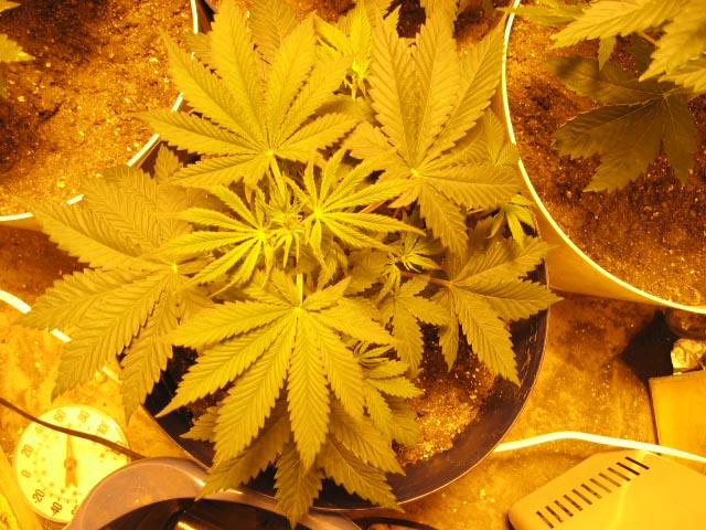 These girls are about 5 weeks old.  One of the bushy bushy WW's.