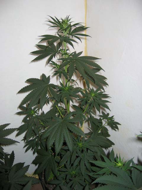 Getting leggy... a bit Sativa dom I think.