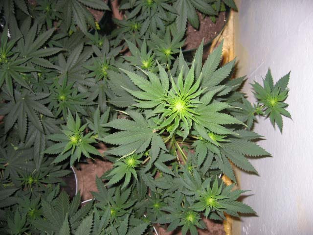 Branching like crazy!  The buds are fattening up too