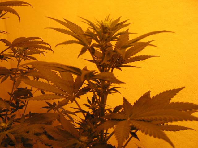 14 Days flowering