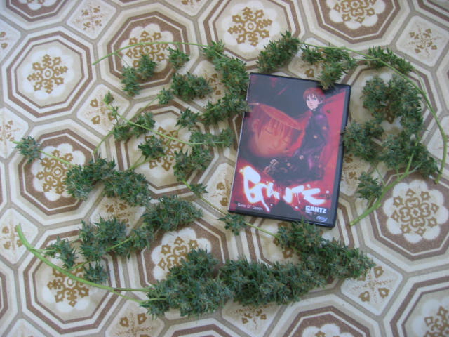 First harvest
