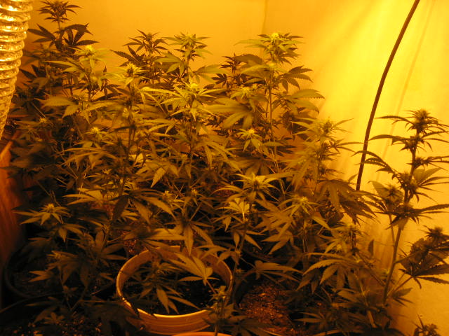 15 days into flower