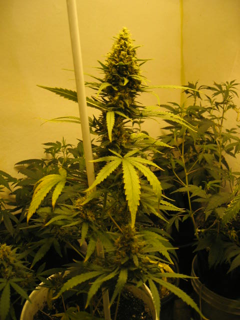 Getting huge...
