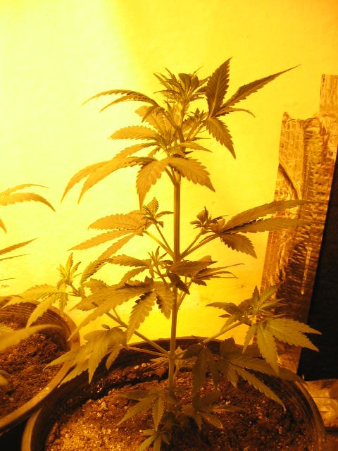AK-47