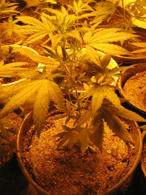 White Rhino