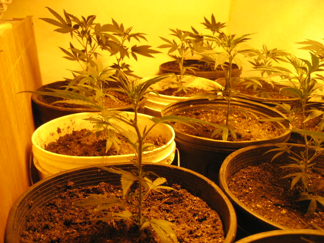 All vegged out and ready for flower