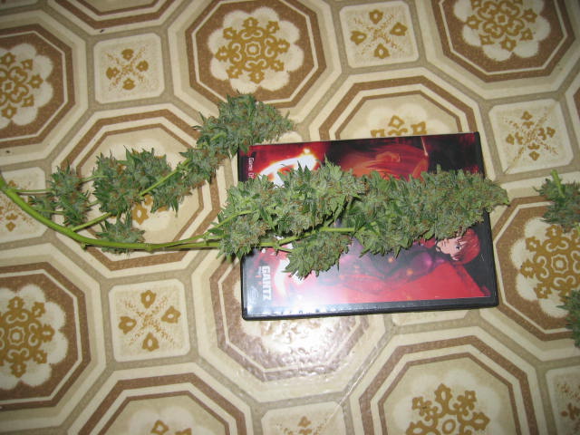 First harvest