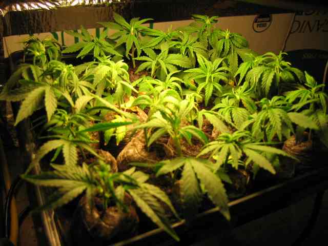 Here are my clones after about 10 days (I think...)