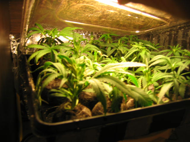 New batch of clones!