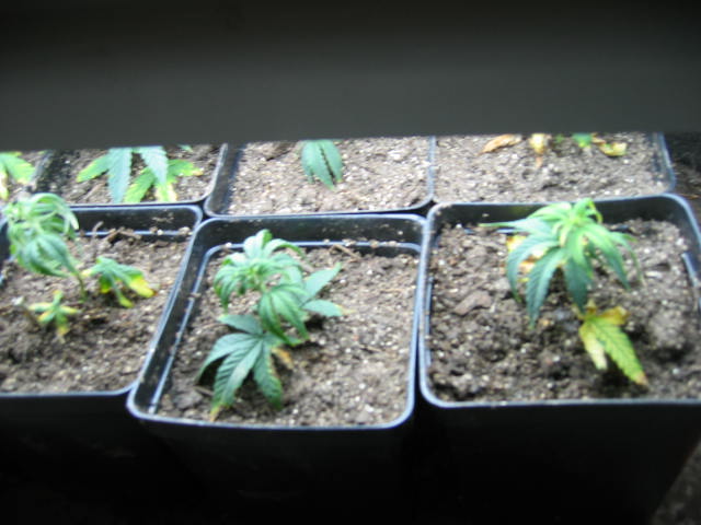 The first batch under the floro... I had to buy a tube floro to fit them all under it!