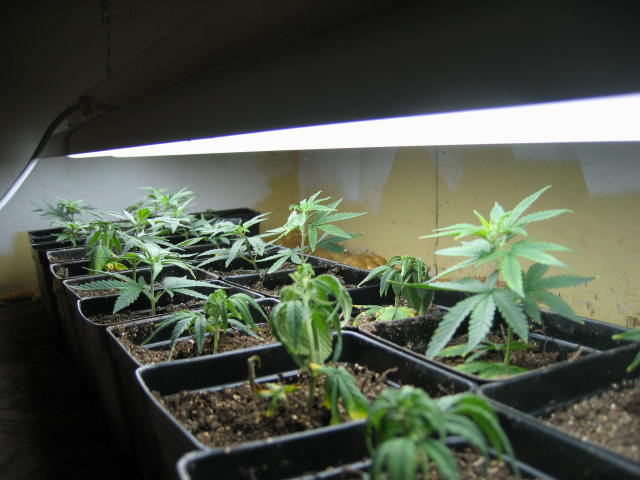 The first batch under the floro... I had to buy a tube floro to fit them all under it!